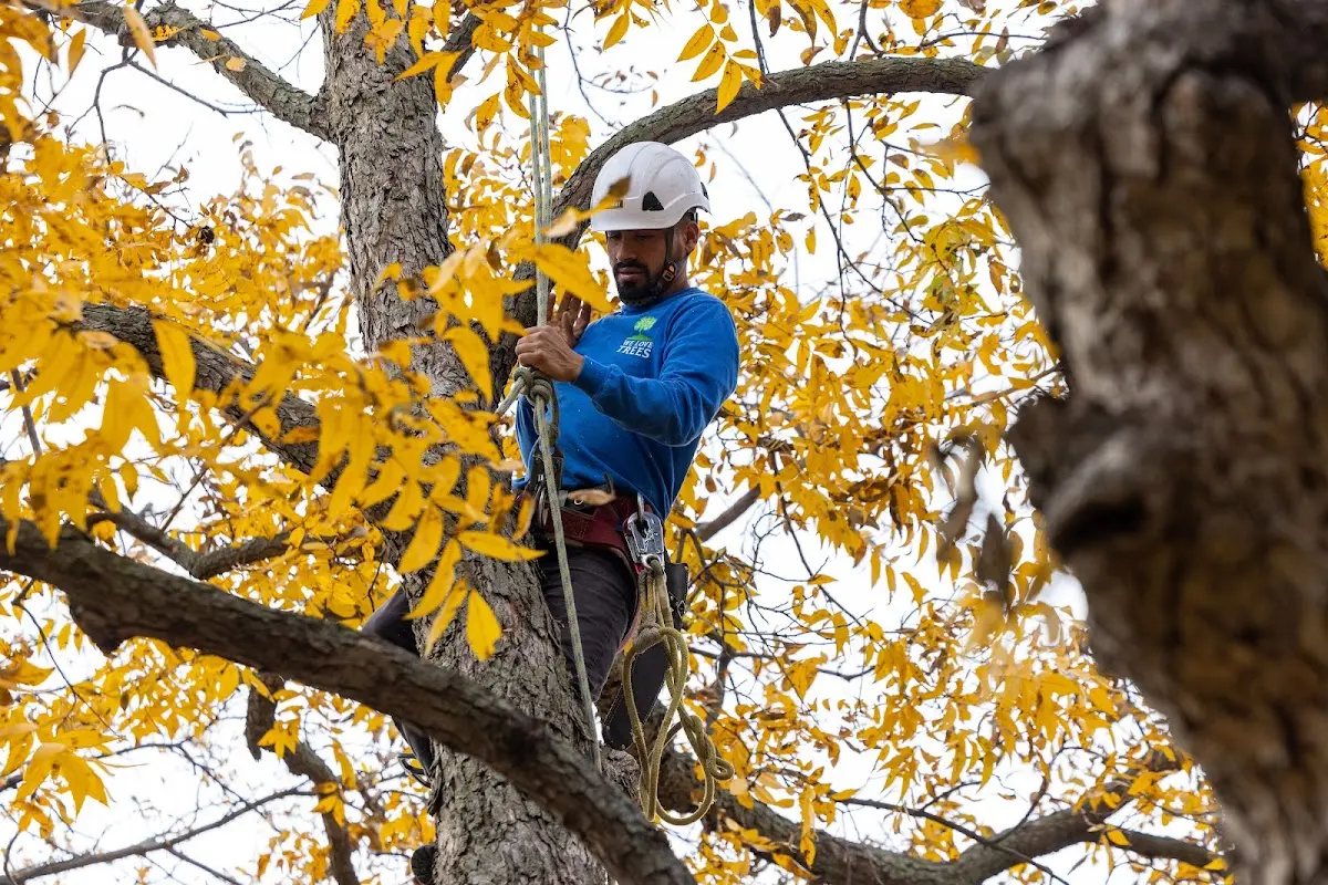 Skilled Tree Transplanting crew working in Glastonbury